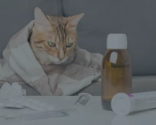 Chat enroulé dans une serviette entouré de flacons – friandises fonctionnelles SoCat pour le bien-être quotidien