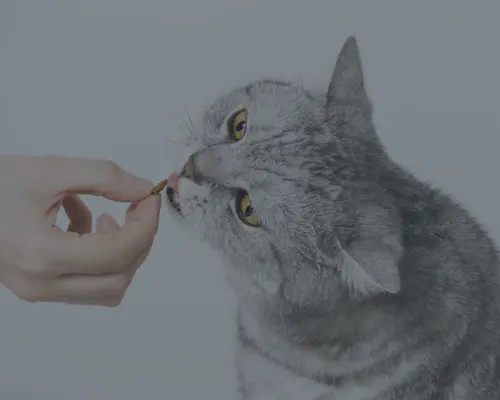 Chat qui reçoit un bâtonnet SoCat Stick – friandise moelleuse Grain Free sans colorant