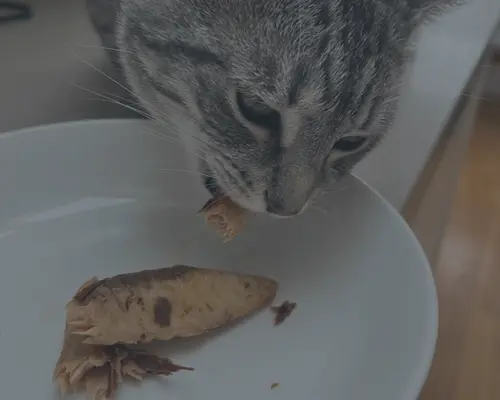 Chat qui mange un filet séché SoCat Freshly – friandise naturelle 100 % poulet ou poisson