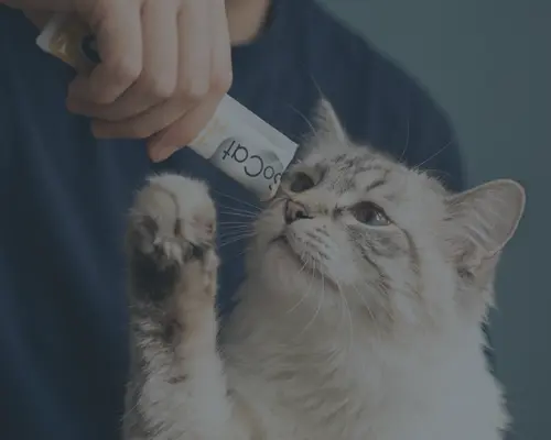 Chat qui lèche une dosette SoCat Lick Quid – friandise liquide sans colorant pour chat