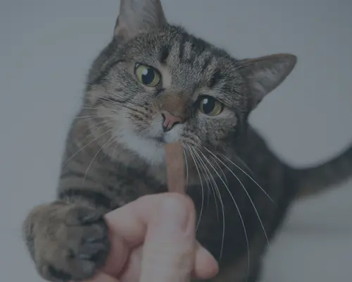Chat qui croque un biscuit SoCat Crock – friandise croquante au cœur fondant